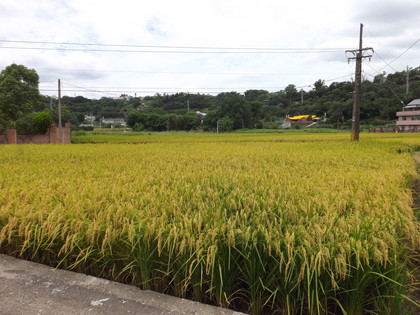 三坑老街を抜けた田んぼ